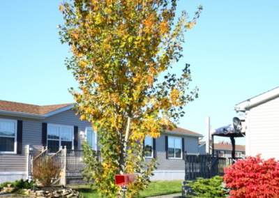 Fall foliage at The Crossing Retirement Community